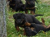  - vidéo et photos des chiots